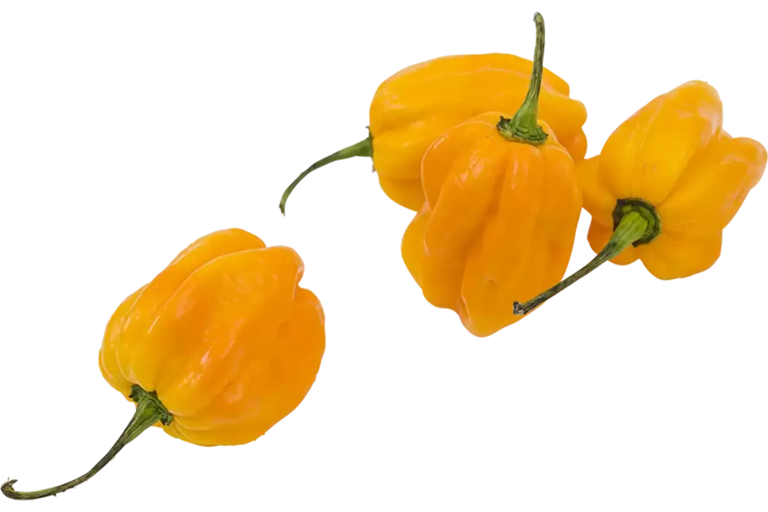 Habanero pepers geel verpakt 250gr stuk 1
